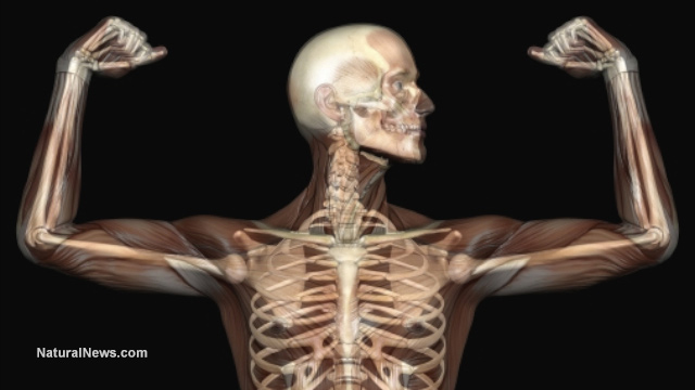 Anatomy-Human-Skeleton-Muscles-Xray-Bones